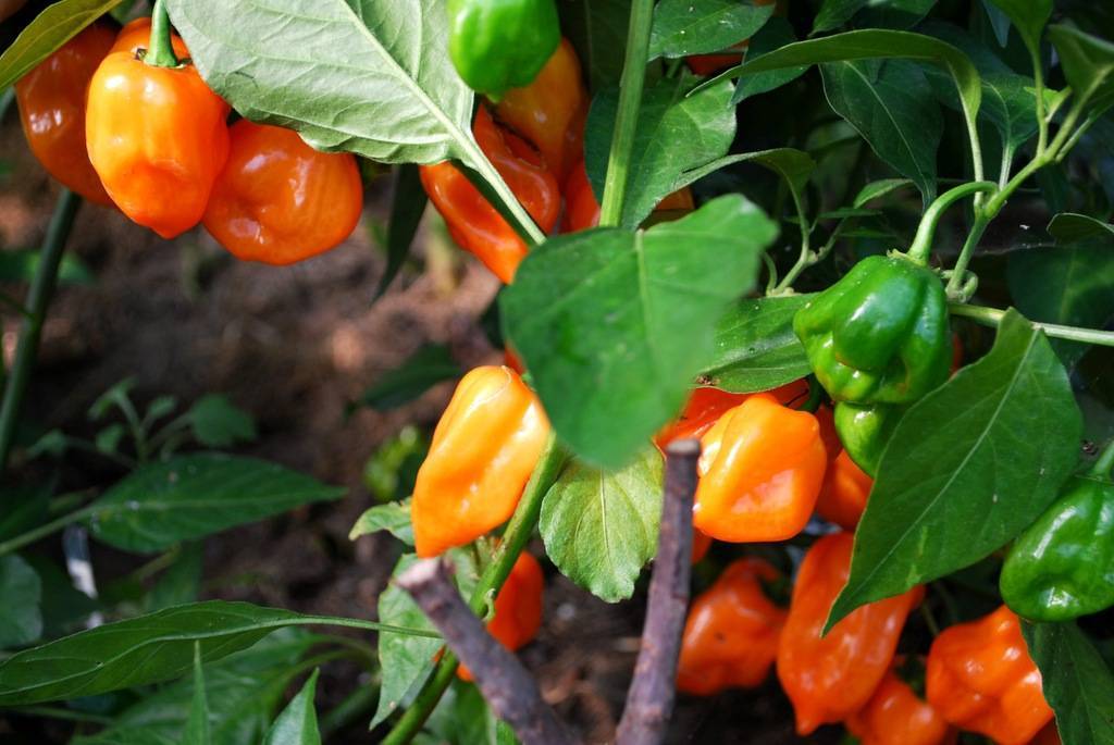 Особенности и секреты выращивания перца хабанеро в домашних условиях