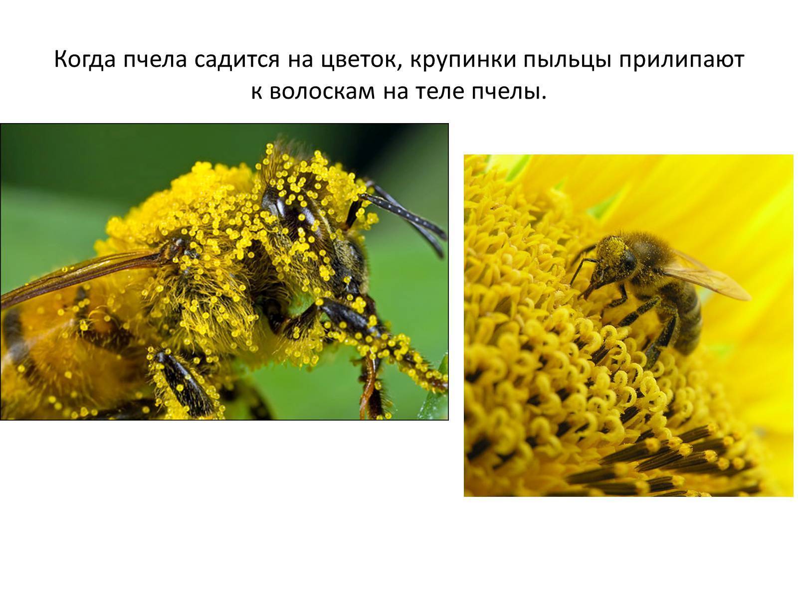 Какова роль пчел в опылении растений: как объяснить? какие цветки не могут опыляться пчелами?