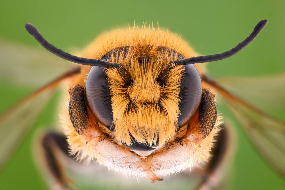 Топ 65 интересных фактов о пчелах