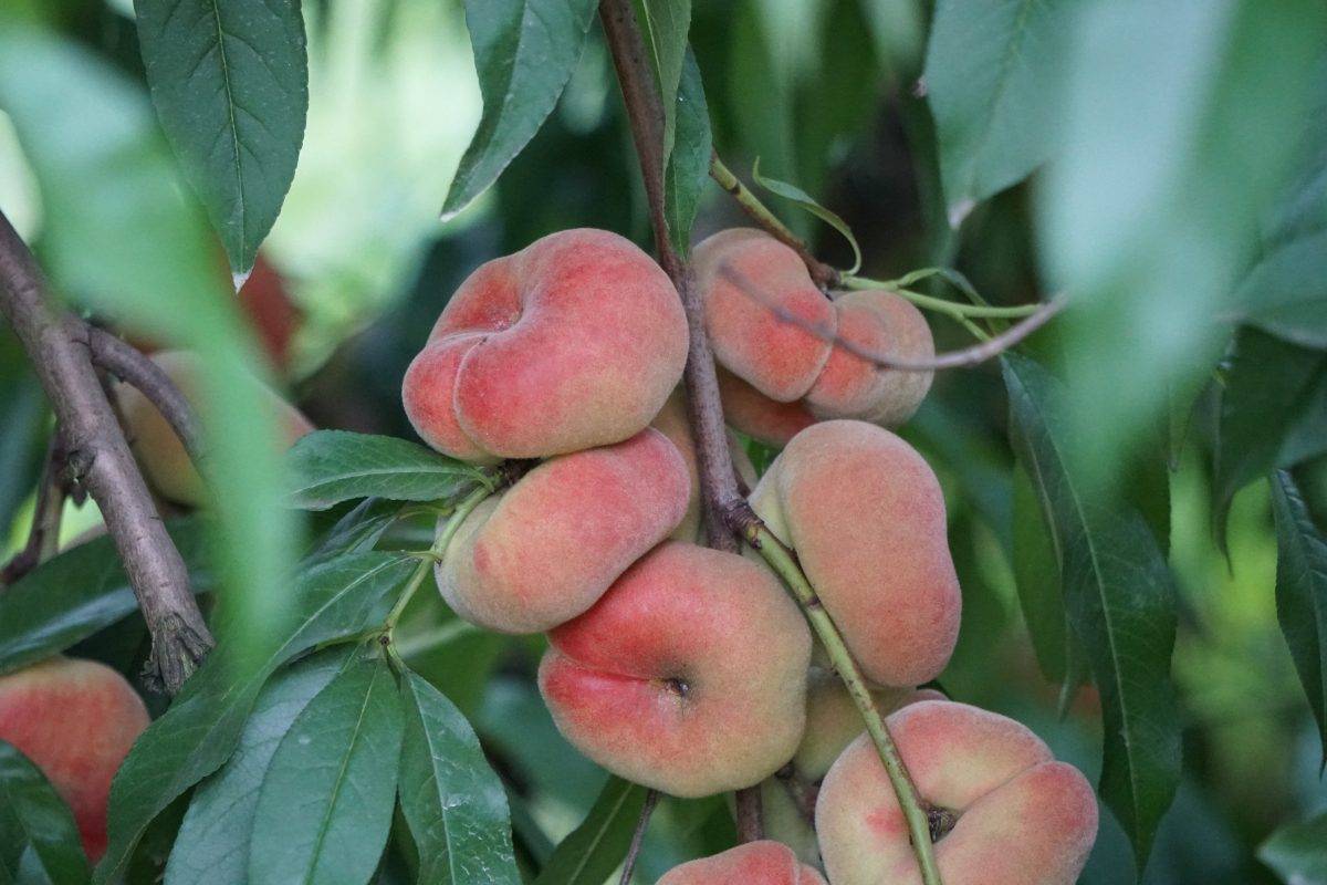 Инжирный персик - польза и вред плоского персика