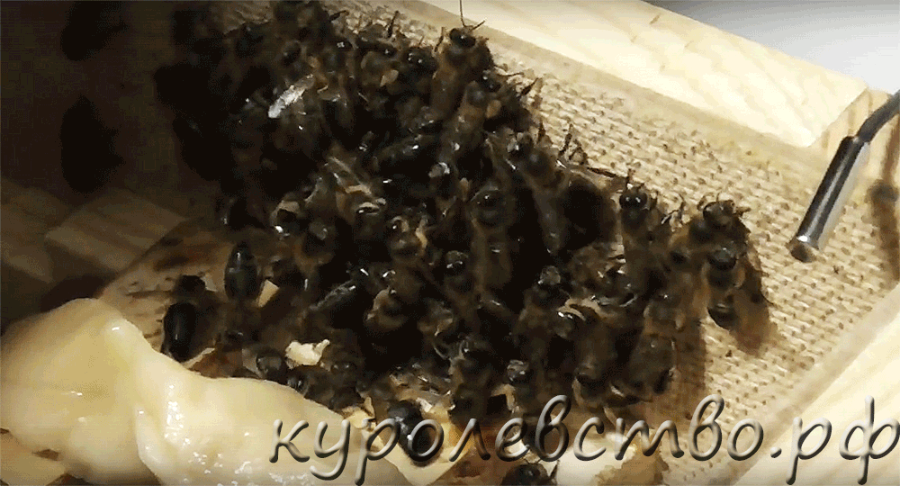 Как зимуют пчелы в улье на воле и в омшанике, что делают