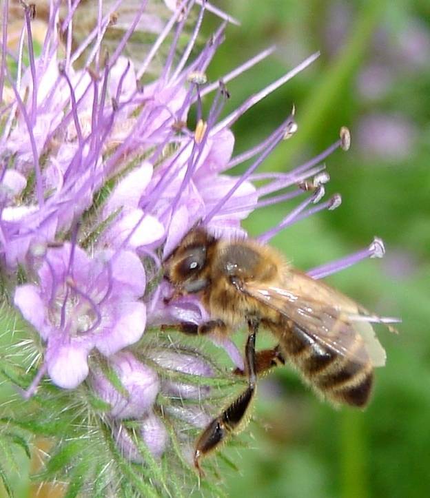 Медоносные многолетние растения для пчел: фото с названиями