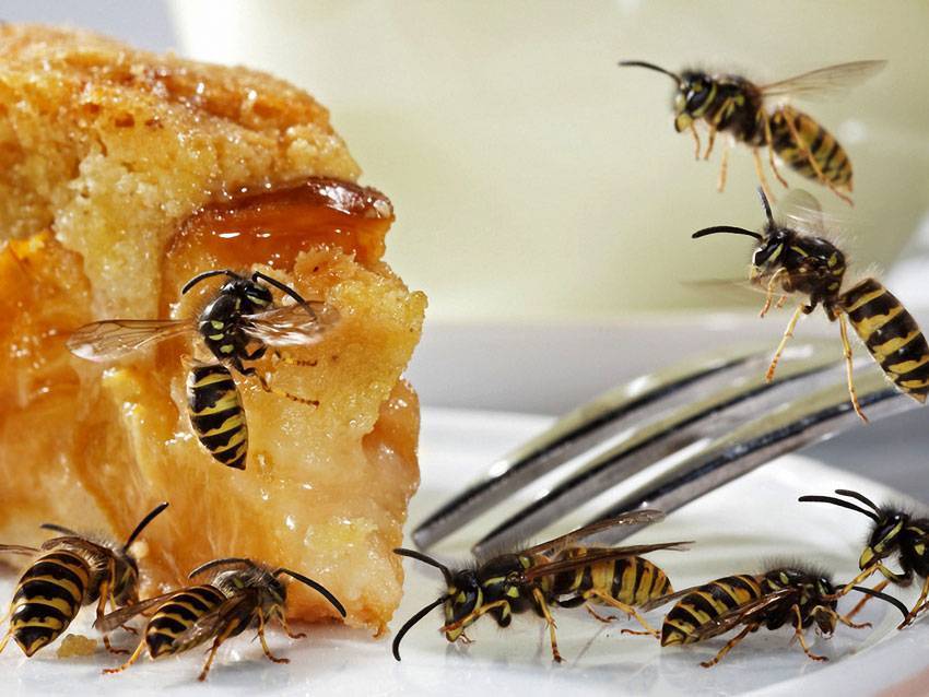 Маленькие, но важные: как пчелы спасают человечество от голода