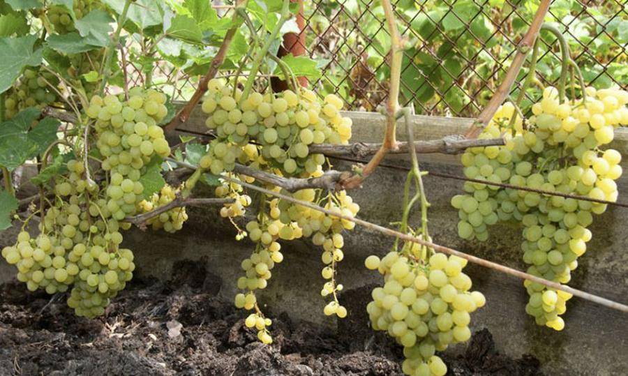 Виноград русбол: описание и характеристики сорта, разновидности, размножение и уход