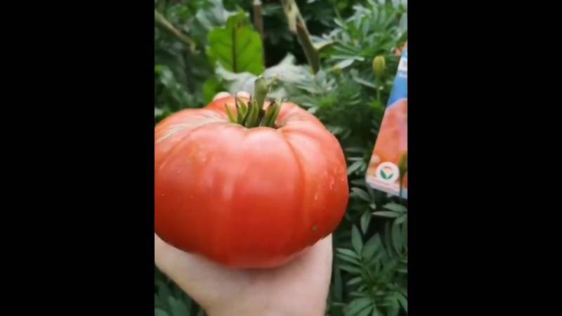 ᐉ томат маршал победа отзывы фото урожайность - zooshop-76.ru