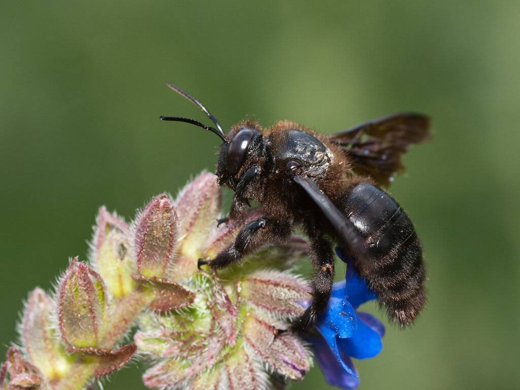 Пчела плотник (черный шмель) с синими крыльями, особенности вида
