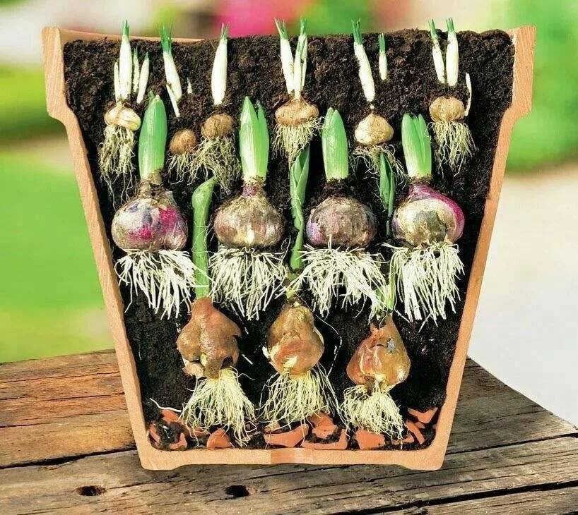 Как хранить зимой луковицы тюльпанов в квартире