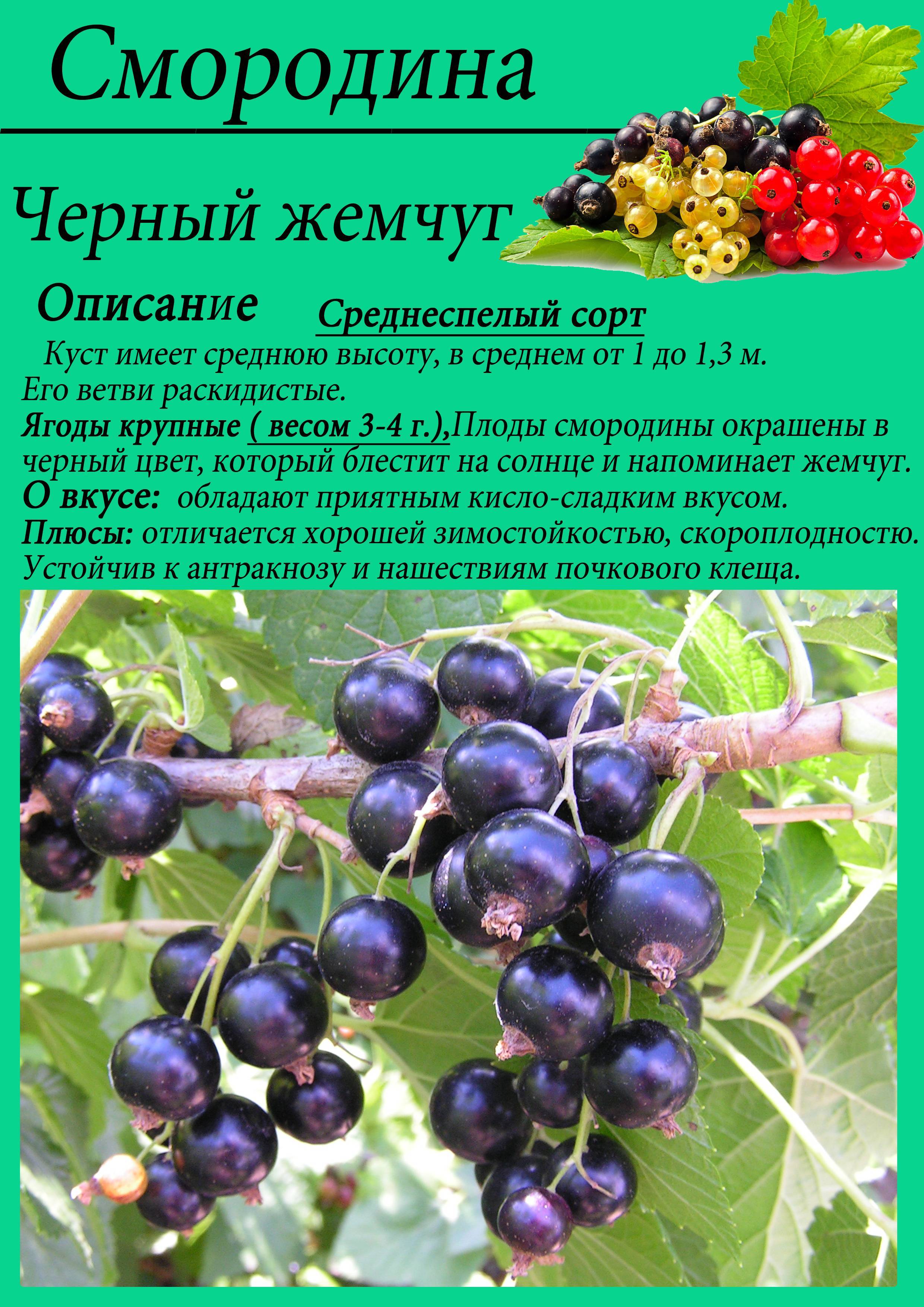 Купить смородина чёрная белорусская сладкая в минске - описание, отзывы