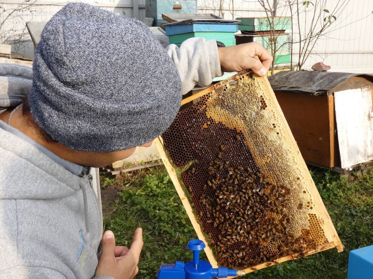 Осенние работы на пасеке: ревизия, подкормка и обработка пчел | видео