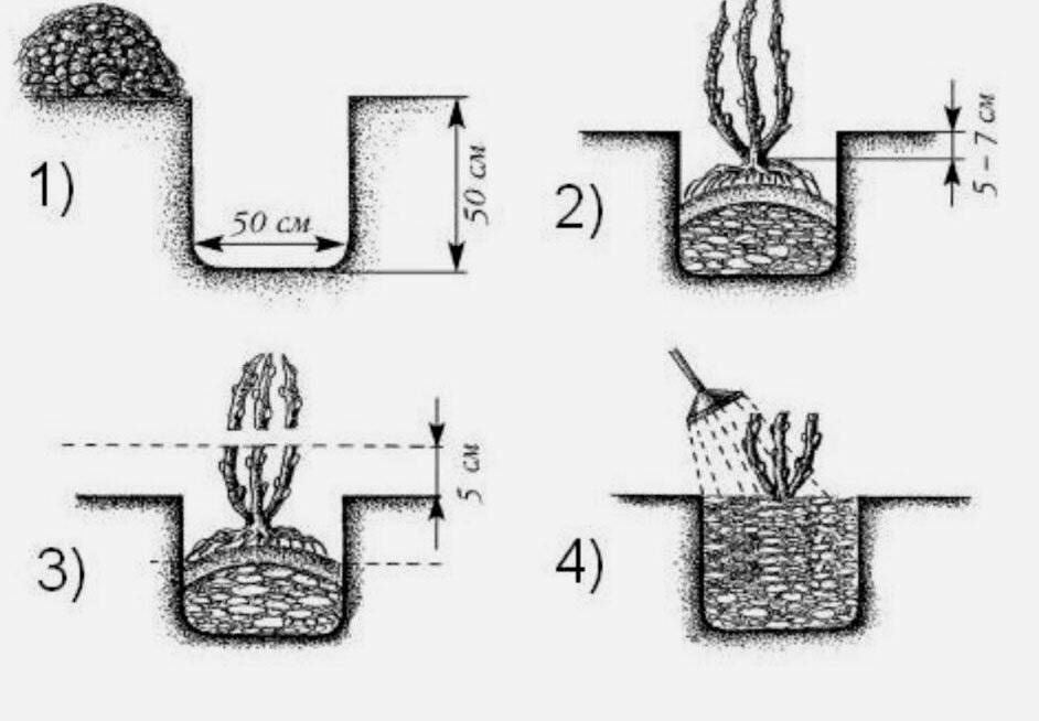 Схема посадки красной смородины