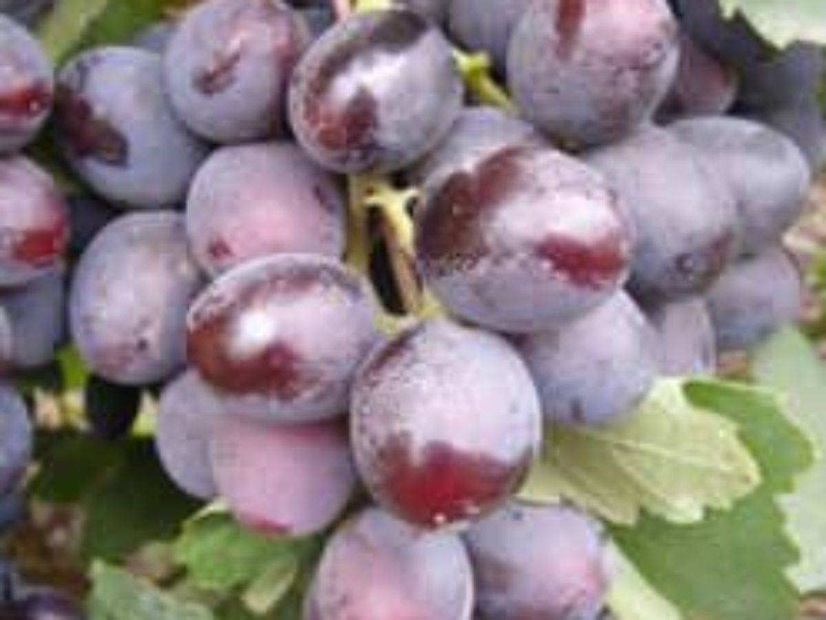 Девичий виноград - посадка и уход, размножение, виды