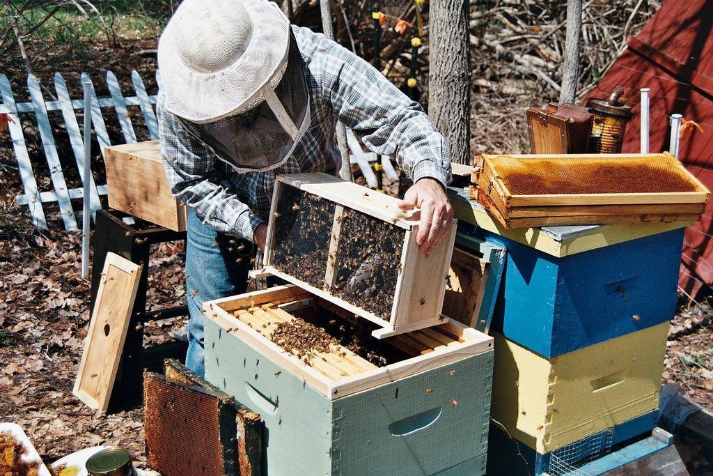 Пасека: что это такое? пчеловодство без опыта для начинающих