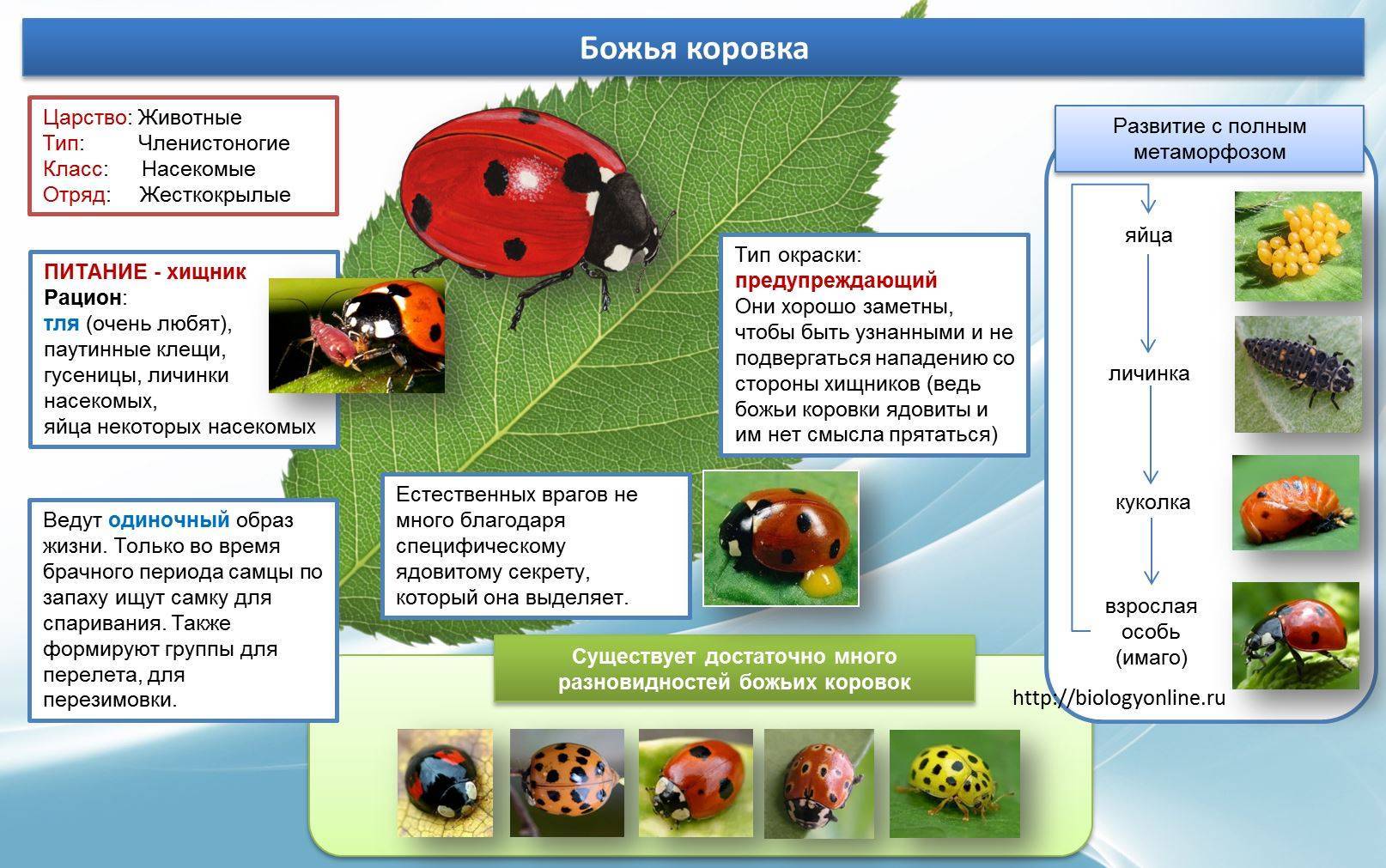 Домашняя божья коровка и как за ней ухаживать