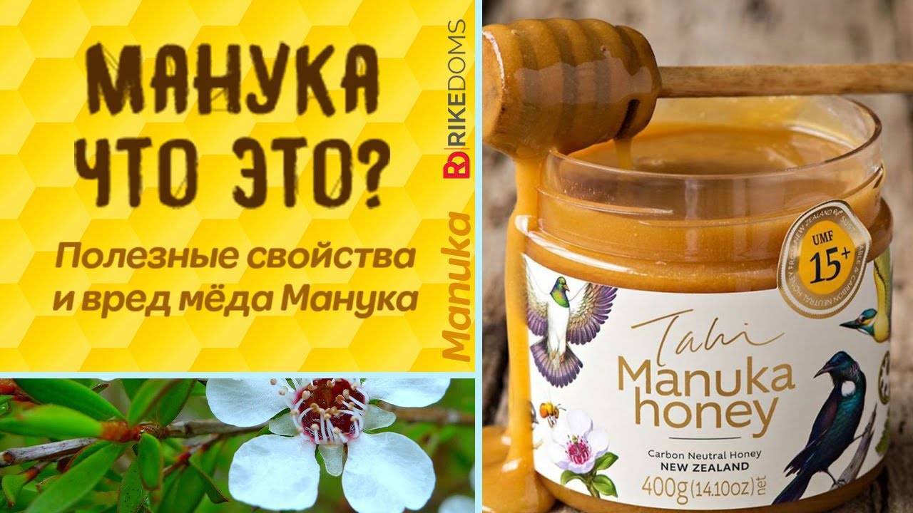 Мед манука - суперфуд здоровья и долголетия. чем он полезен