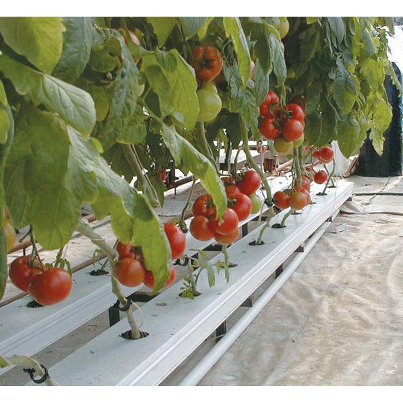 Томаты на гидропонике: процесс выращивания, семена, сорта томатов