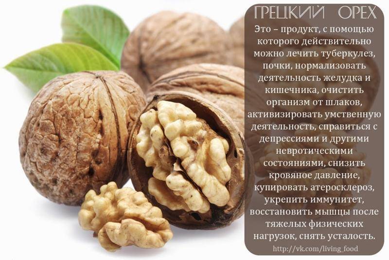 Грецкий орех – польза и вред для организма, полезные свойства и применение