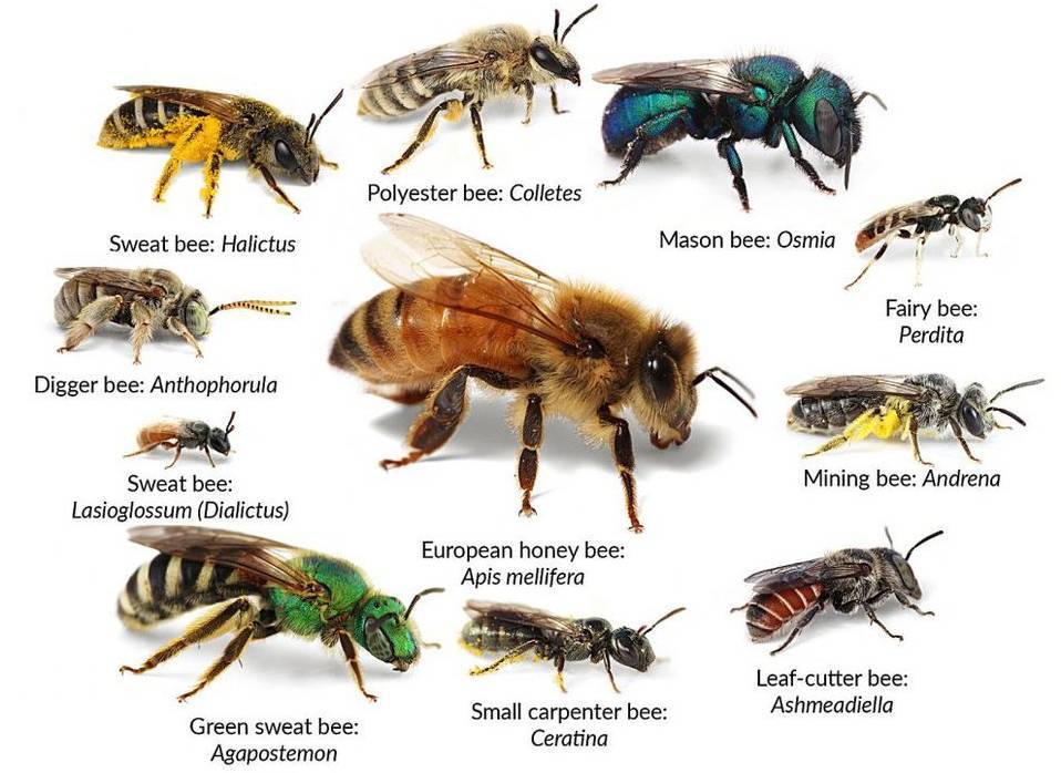 Пчела: описание, размножение, образ жизни, ареал, питание, враги, как делают мед, интересные факты. пчела – создатель меда