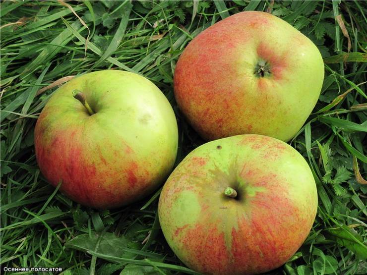 Осеннее полосатое или штрифель - популярный сорт яблок