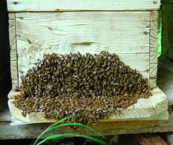 Справочник по пчеловодству
