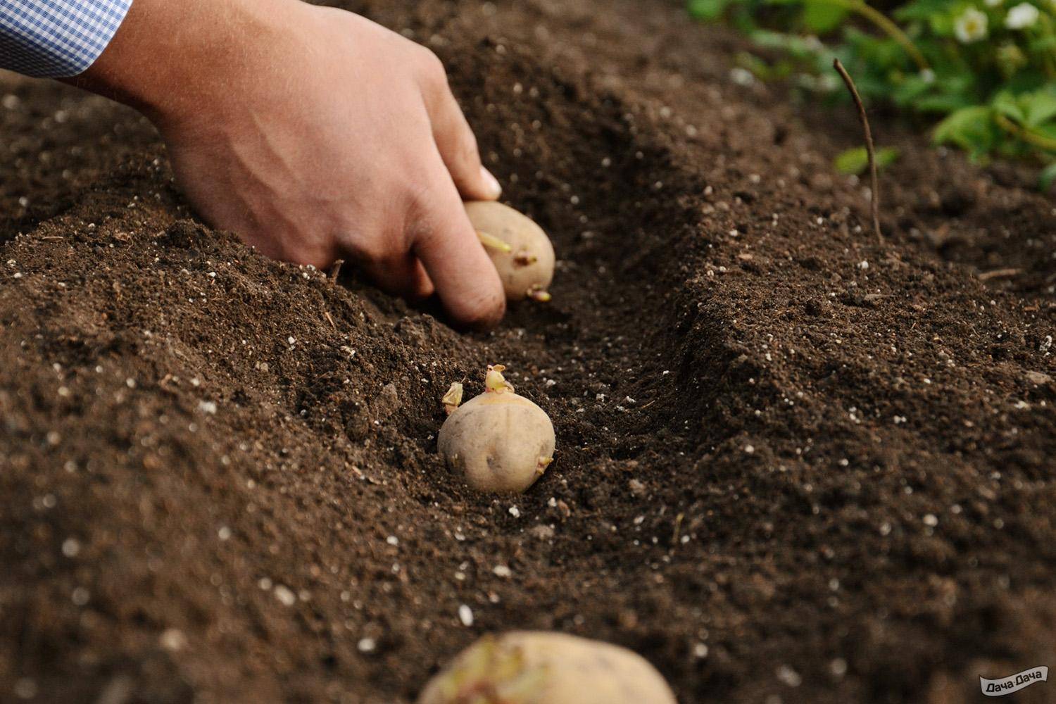 Описание сорта «ривьера». выращивание картофеля и уход за ним