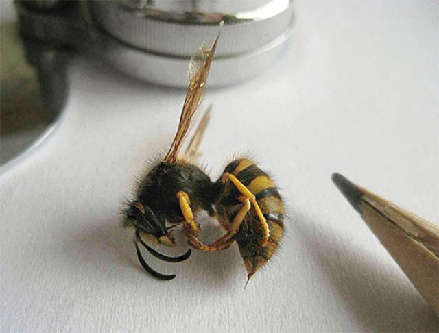 Основные отличия благородной пчелы и осы