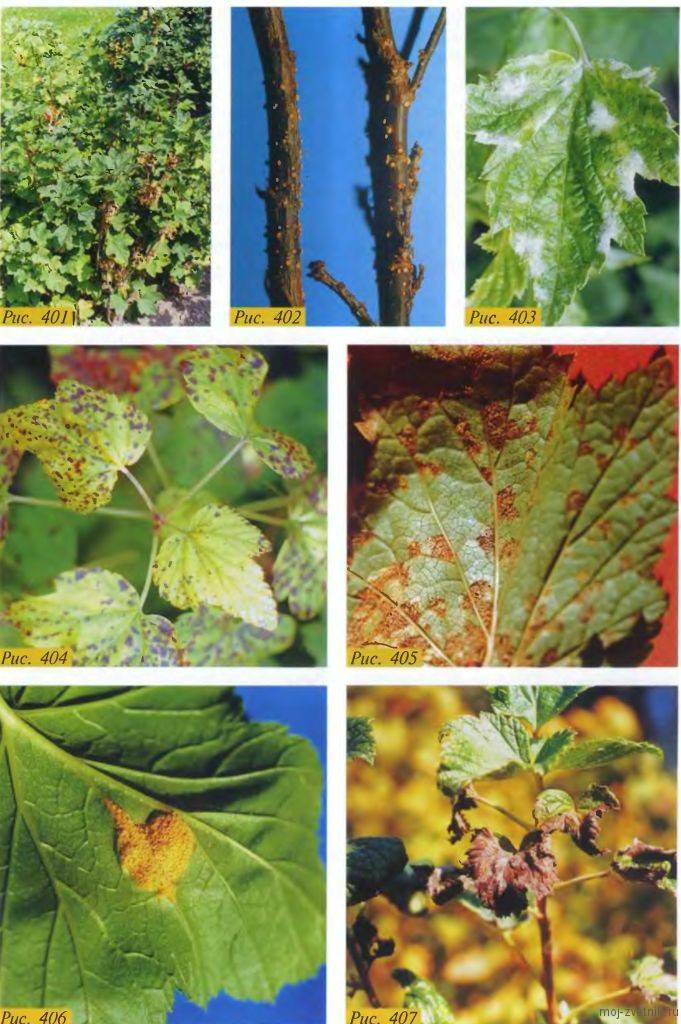 Смородина болезни листьев и лечение фото летом