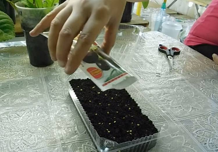 Как правильно собрать и посеять семена баклажанов в домашних условиях, выращивание рассады