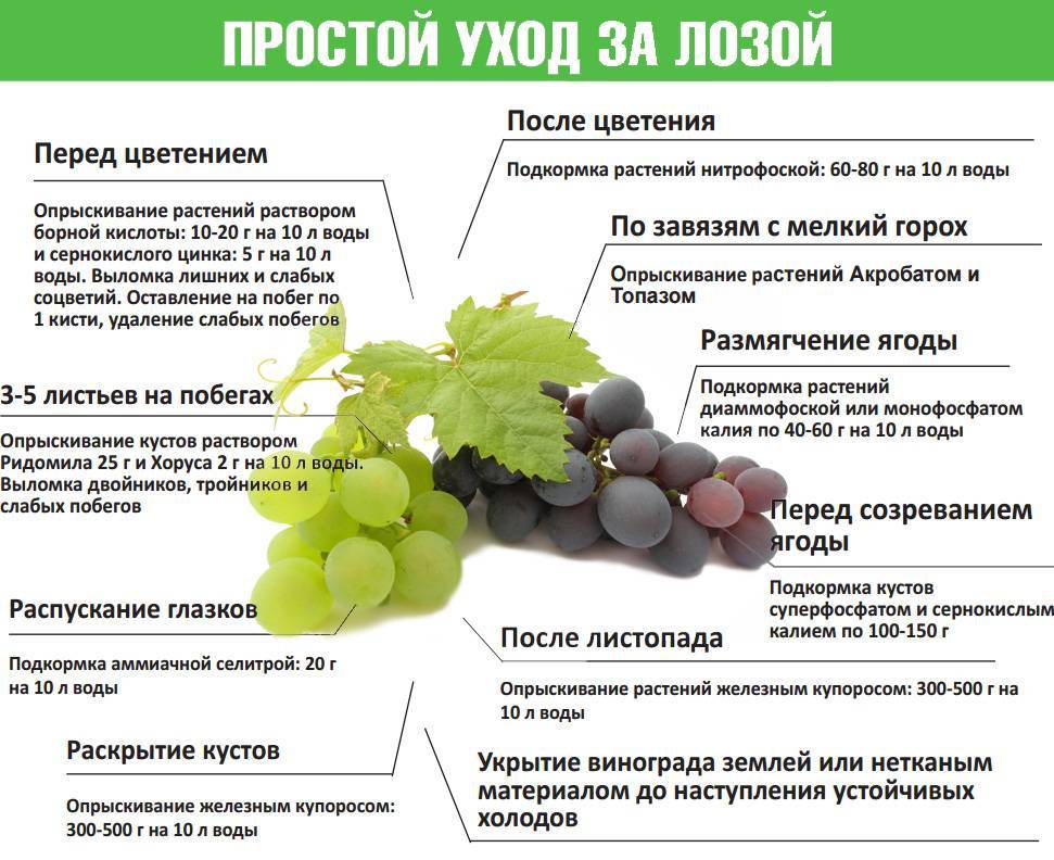 Виноград юлиан: описание сорта, характеристики, отзывы
