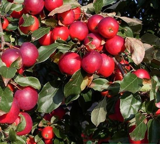 Декоративная яблоня: посадка и уход в открытом грунте, виды и сорта, фото