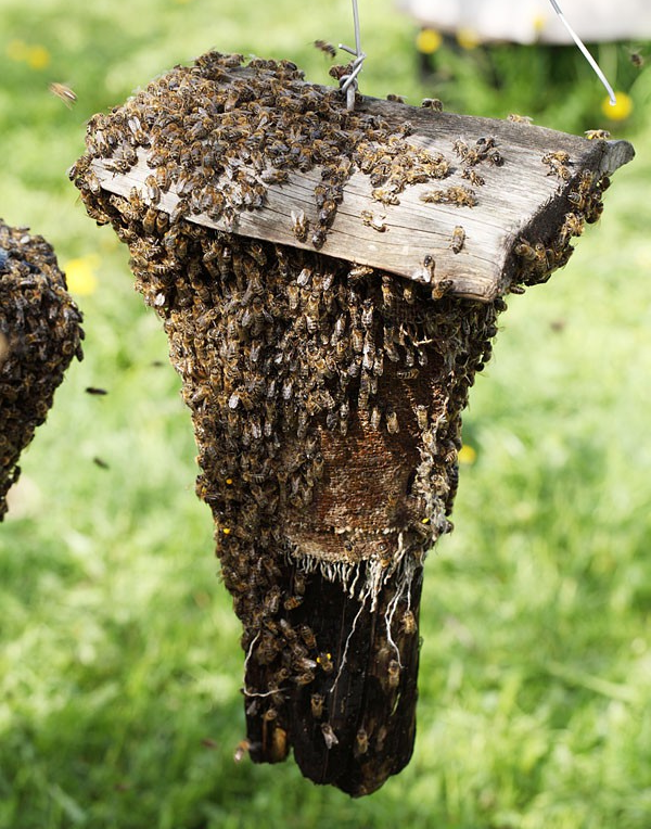 Роение: обращение с пчелиным роем | село и дача