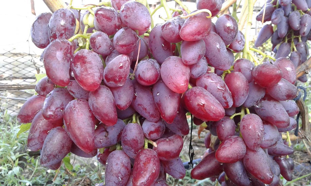 Виноград дубовский розовый - описание сорта, достоинства, уход