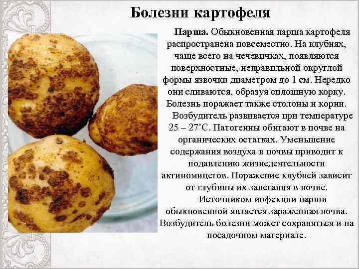 Фузариозное увядание картофеля | справочник по защите растений — agroxxi