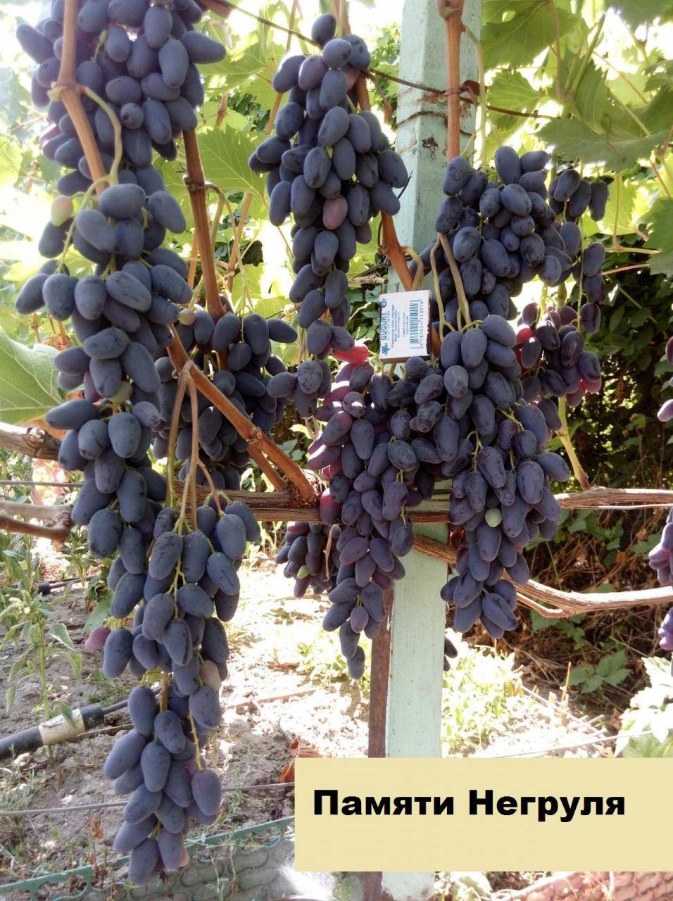 Описание и характеристики сорта винограда «памяти негруля»