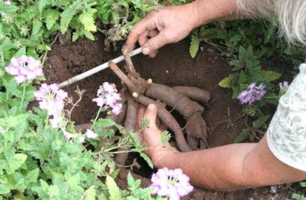 Выращивание инжира в открытом грунте: посадка, уход, размножение, фото, сорта