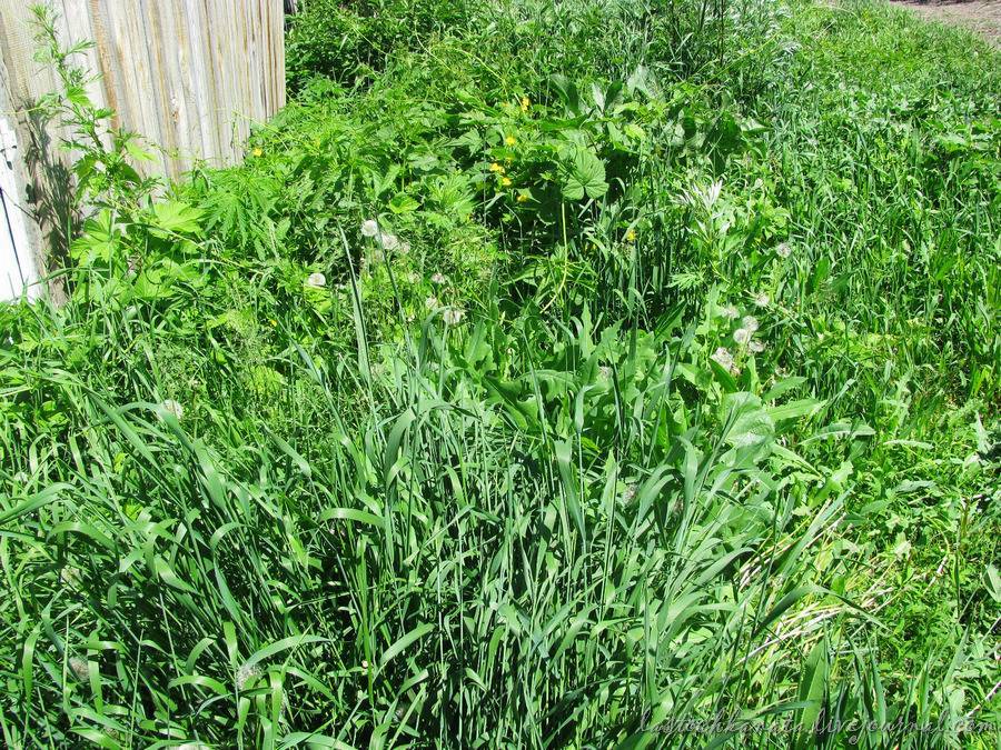 Как вывести пырей с огорода навсегда – чего боится сорняк, лучшее средство, как полоть + фото