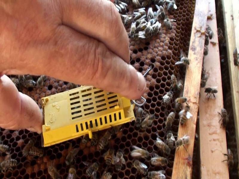 Подсадка матки в улей: способы и правила как подсадить пчеломатку