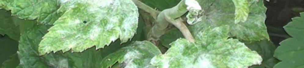 Белые пятна на листьях чёрной смородины — cепториоз: чем лечить, меры предостережения болезни