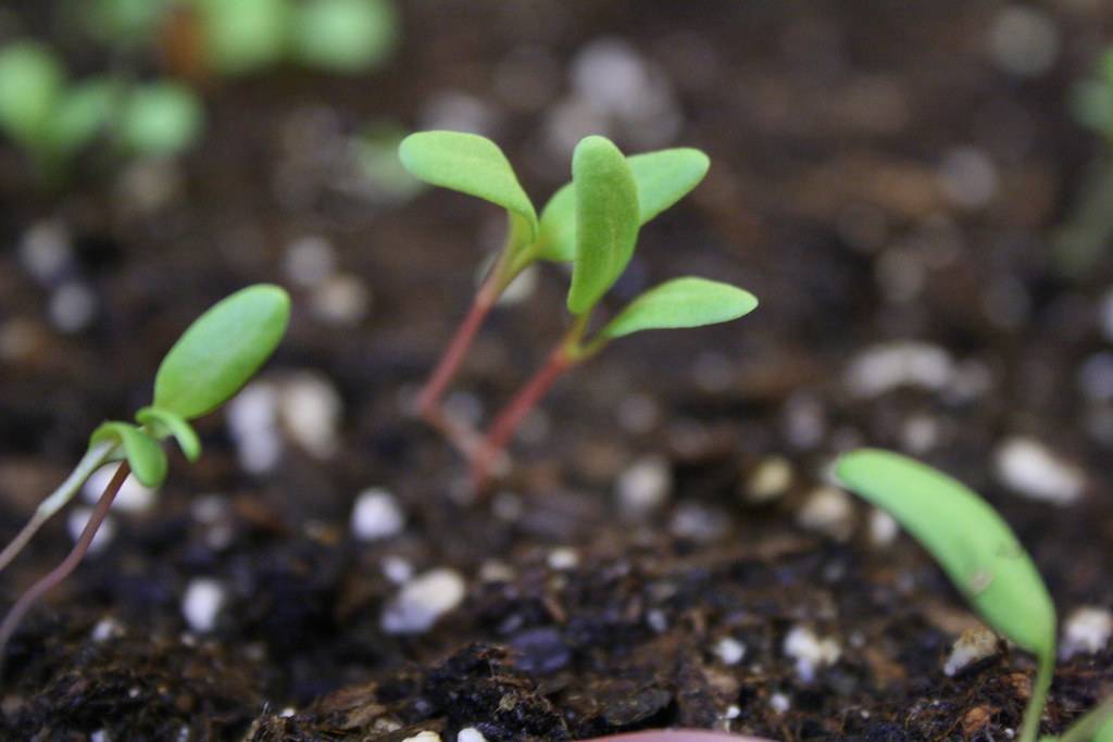 Мангольд: выращивание и уход в открытом грунте: фото и видео инструкция из семян и рассады