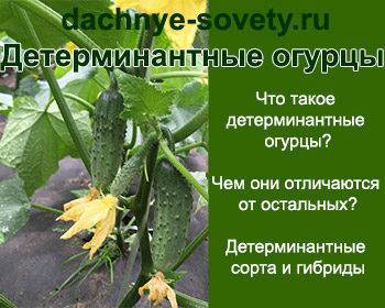 ТОП 30 лучших видов детерминантных сортов огурцов с описанием