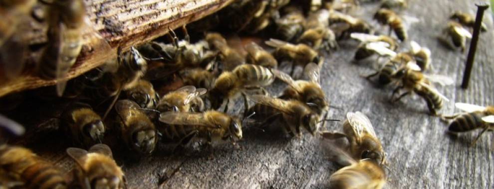 Настойка из пчелиного подмора: рецепты и применение