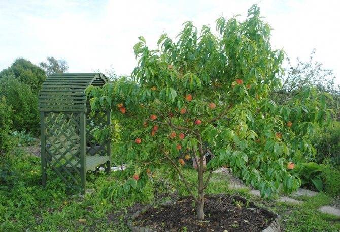 Выращивание персика в подмосковье в открытом грунте !