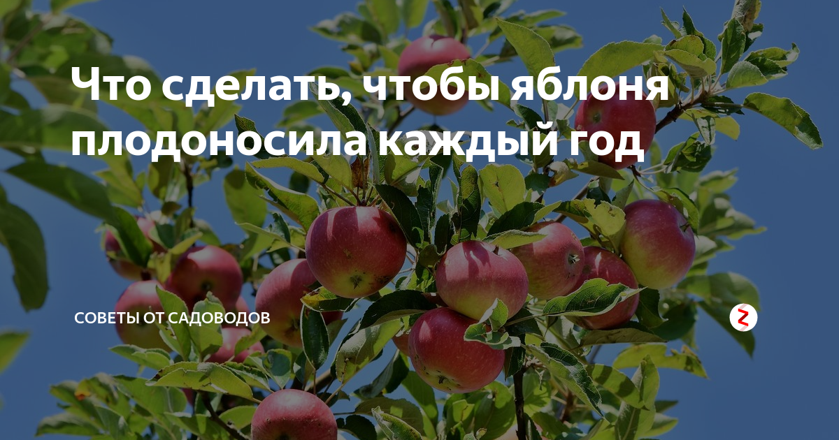 Как заставить яблоню плодоносить и цвести — selok.info