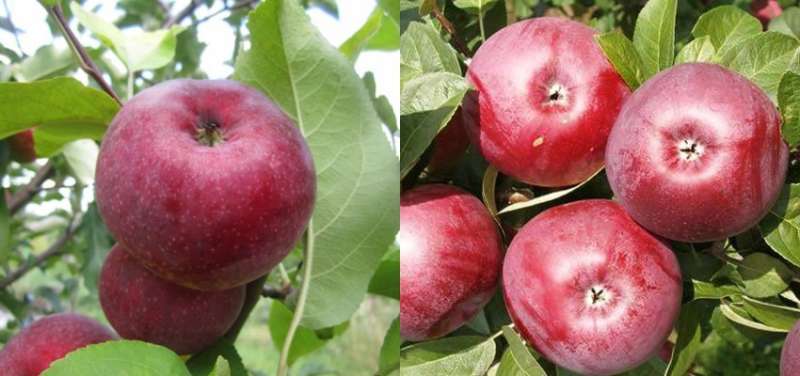 Как сажать яблоню осенью – пошаговая инструкция