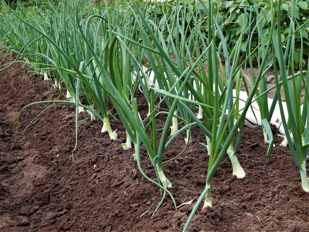 Лук-шалот – выращивание и уход в открытом грунте