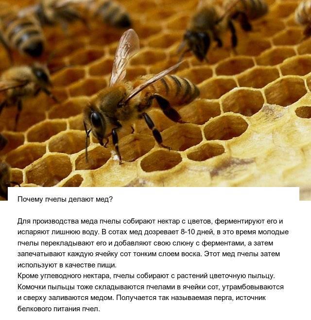Как пчелы делают мед, зачем он нужен пчелам и как получается из нектара, что собирают и как вырабатывают пчелы