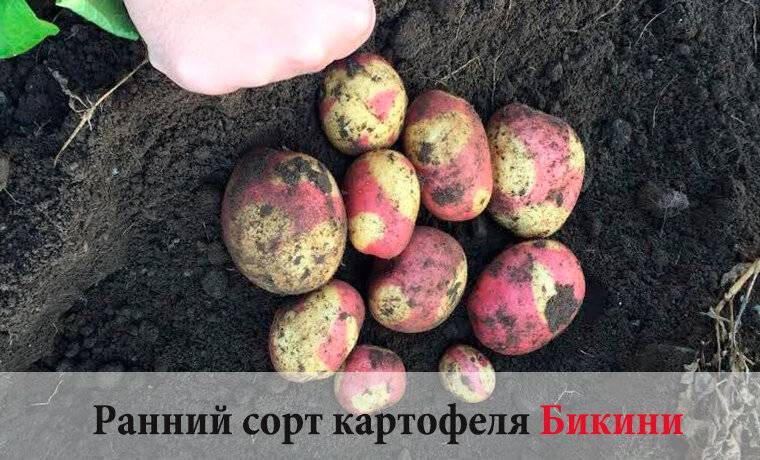 Красный картофель: описание разновидности, сорта - кард-оил