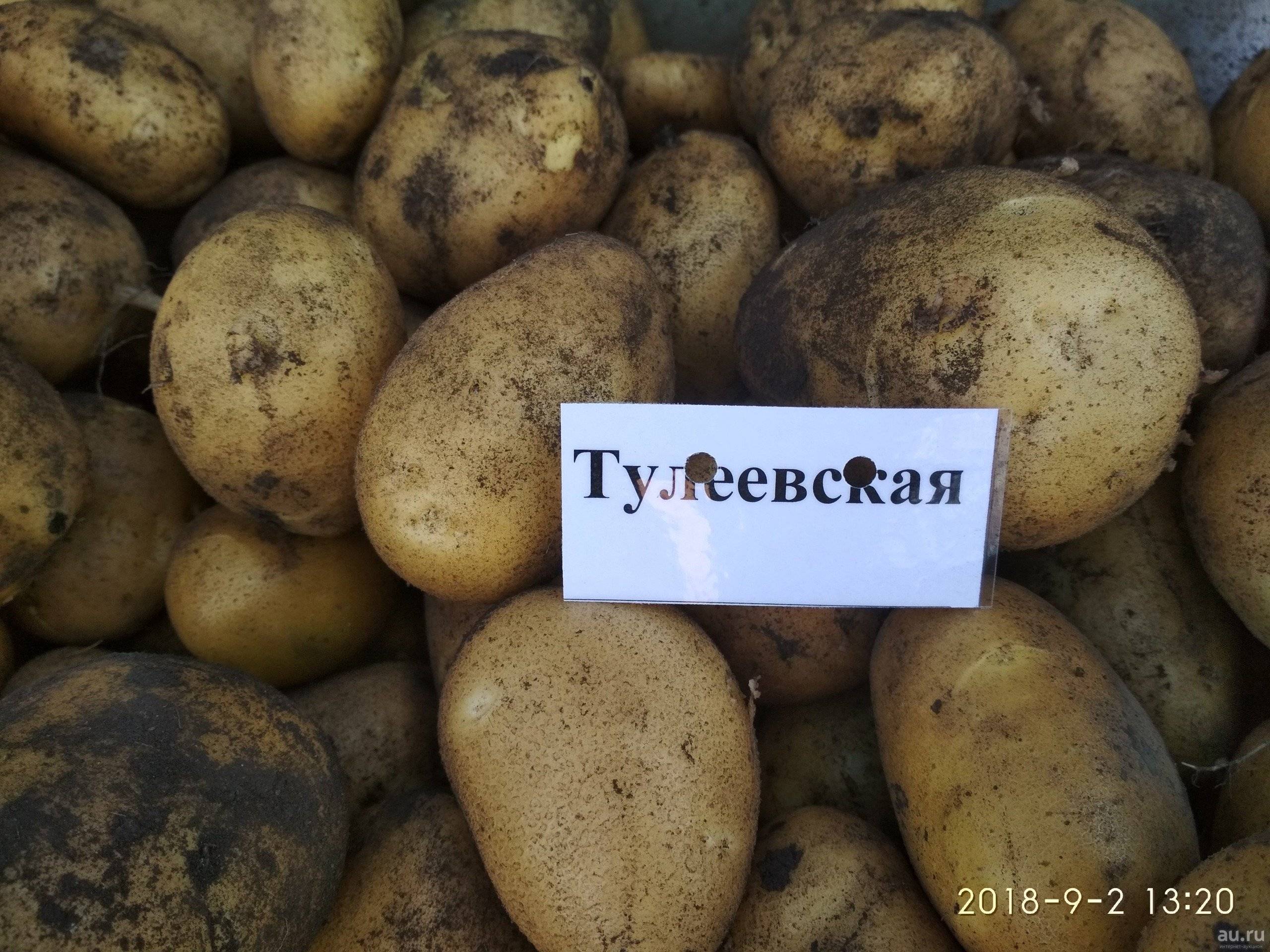 ᐉ сорт картофеля тулеевский – описание и фото - roza-zanoza.ru