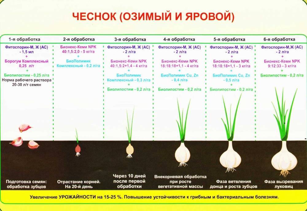 Как вырастить хороший урожай чеснока? всё о выращивании и уходе за чесноком. фото — ботаничка.ru