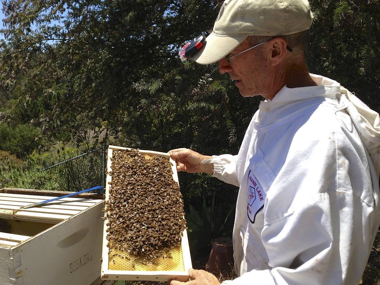Промышленное пчеловодство: особенности создания и перспективы развития, видео