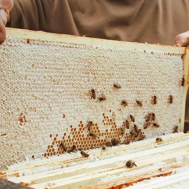 Лечебные свойства забруса, польза и вред. как принимать пчелиный забрус